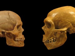 Neandertálci neboli o nič hlúpejší než my